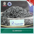 Brown Seaweed Extract, Sargassum Seaweed Fertilizer